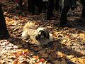 Wandeling van Monke en Judith op 21-10-2012 (55)